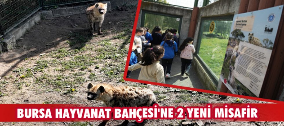 Bursa Hayvanat Bahçesi'ne 2 yeni misafir
