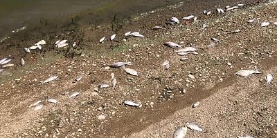 İnegöl'de ölen balıklar karaya vurdu