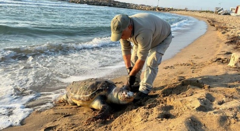 2 yeşil deniz kaplumbağası ve 1 caretta caretta ölü bulundu