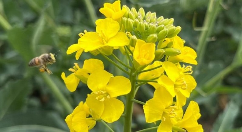 21 bin dekar alanda kanola ekimi yapıldı