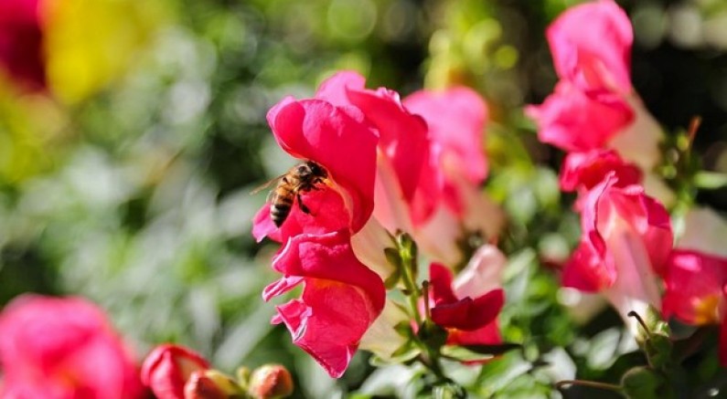 4 milyon çiçek toprakla buluşuyor