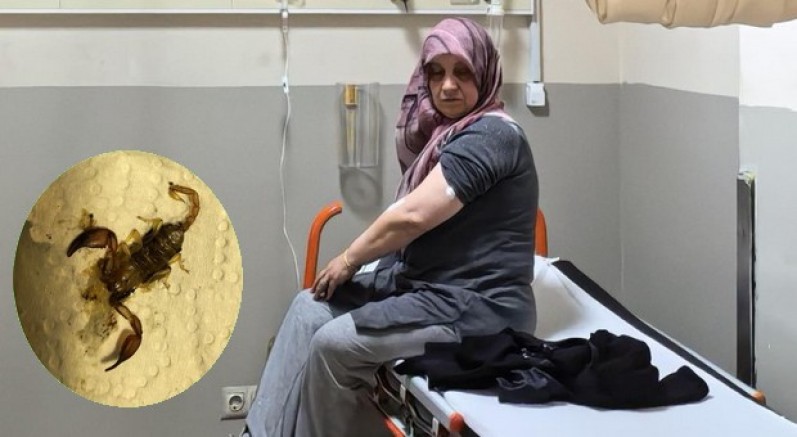 Akrep sokan kadın hastanelik oldu