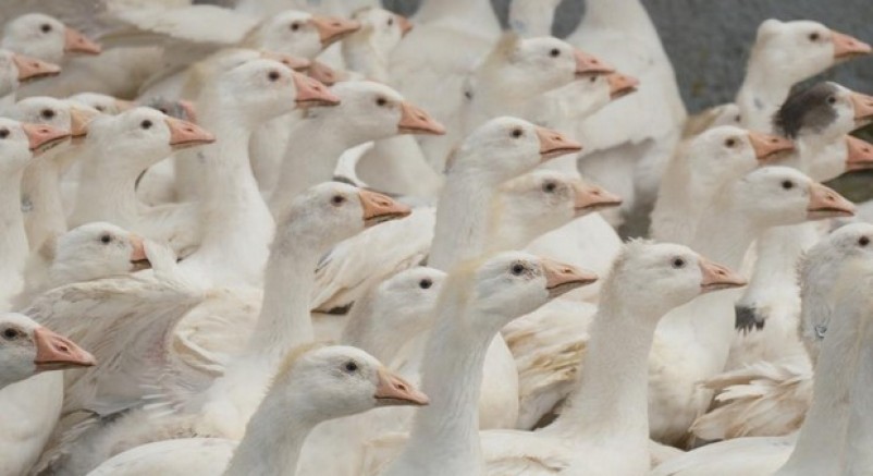 Anne hattı Yozgat, baba hattı Bandırma