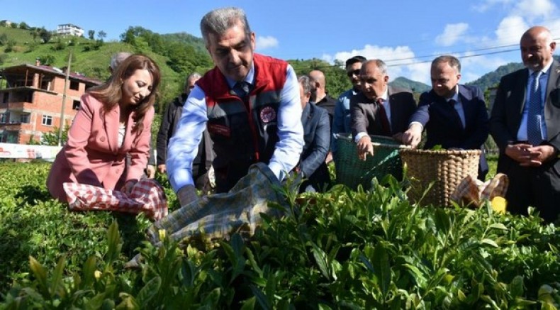 Artvin'de çay sezonu açıldı