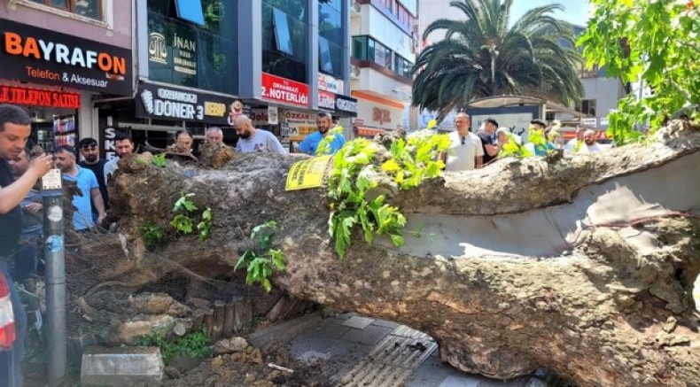 Asırlık çınar yola devrildi