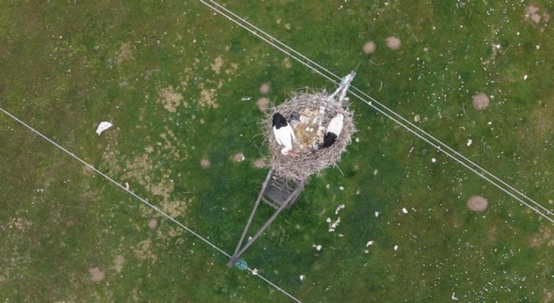 Baharın habercisi leylekler kuluçkaya hazırlanıyor