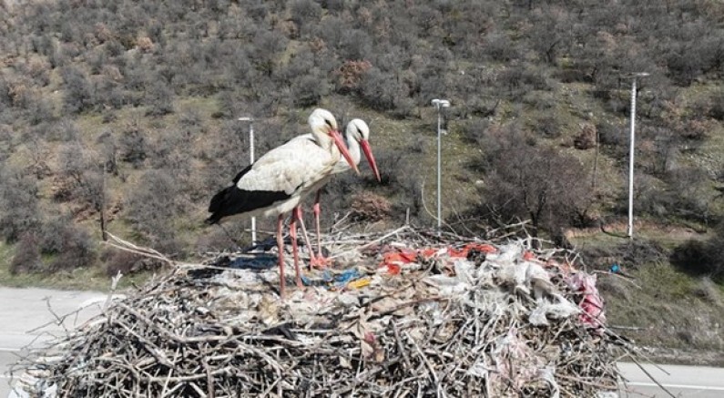 Baharın habercisi olan leylekler Kızılcahamam'da