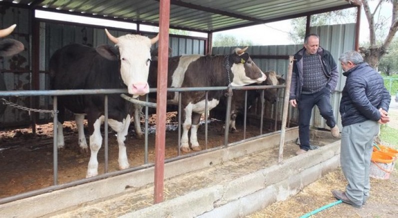 Balıkesir’de kurbanlık satışları başladı