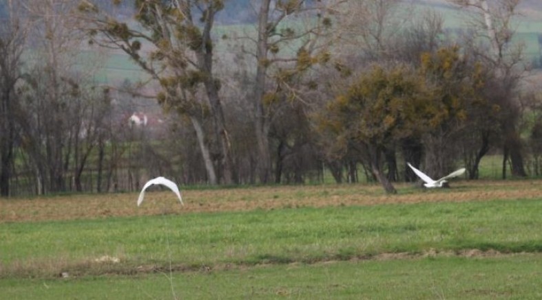 Beyaz balıkçıl kuşlar Bolu'da görüntülendi