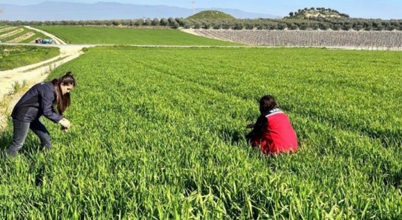 Buğday üreticilerine ‘Septorya’ uyarısı