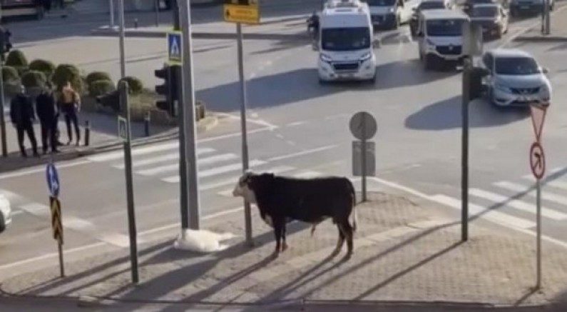 Bursa'da kaçan boğa trafiği karıştırdı