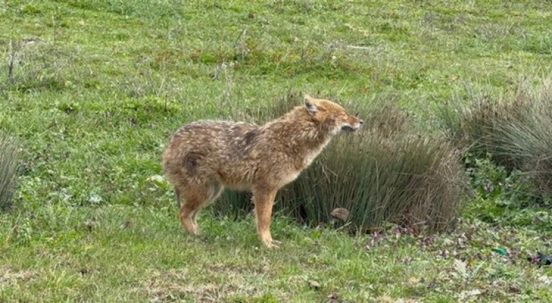 Çakal tedavi edilip doğaya salındı