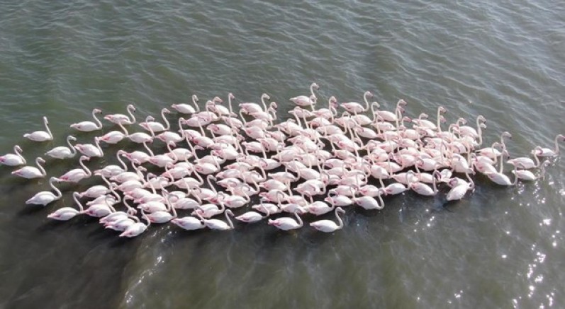 Çamur gitti, allı turnaların sayısı ikiye katlandı