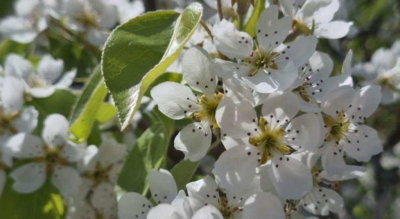Çiçek açan armut ağacının güzelliği