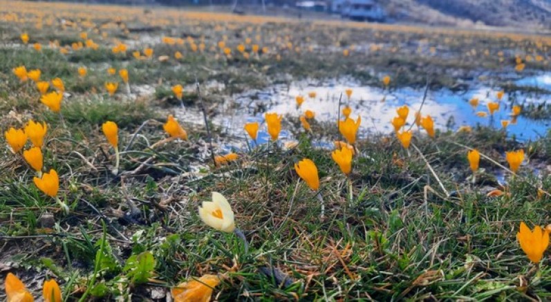 Çiğdemler çiçek açtı