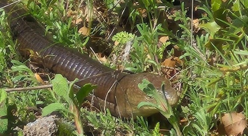 Demir yılan Bozkurt’ta ortaya çıktı