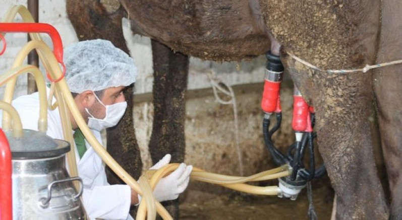 Deve sütü gıda teknolojisine giriyor