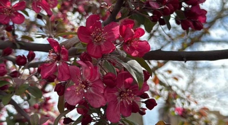 Diyarbakır'da ağaçlar 'kırmızıya' büründü