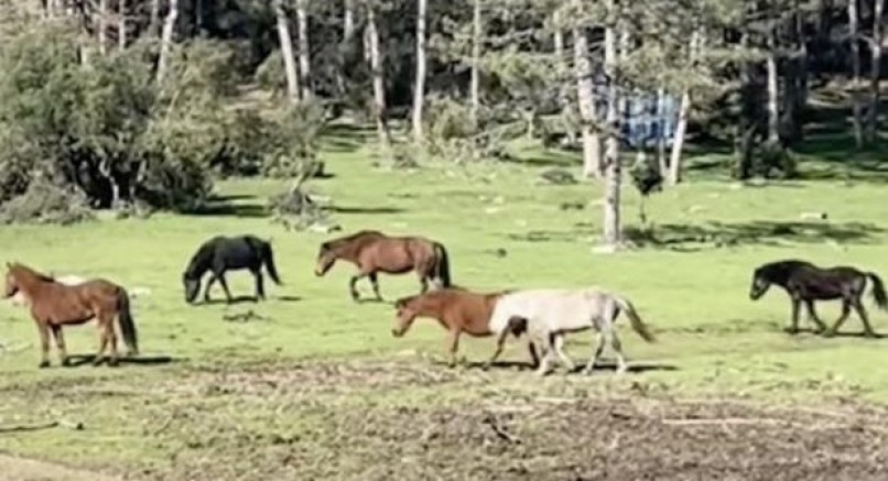 Doğanın gerçek sahiplerinin özgürlük gezisi