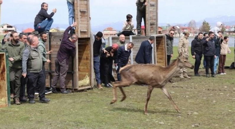Doğaya 16 kızıl geyik salındı
