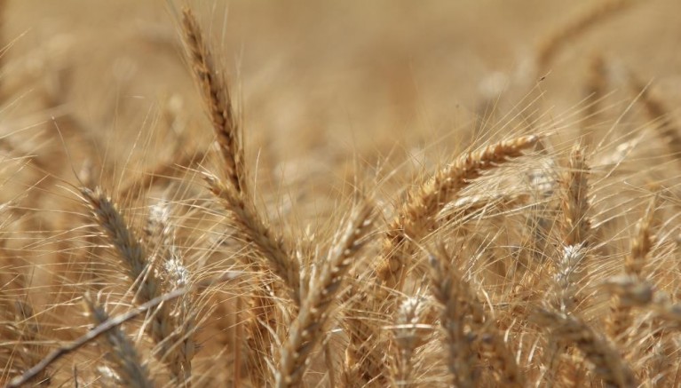 Dünya tahıl üretiminde bolluk ve rekor sezonu