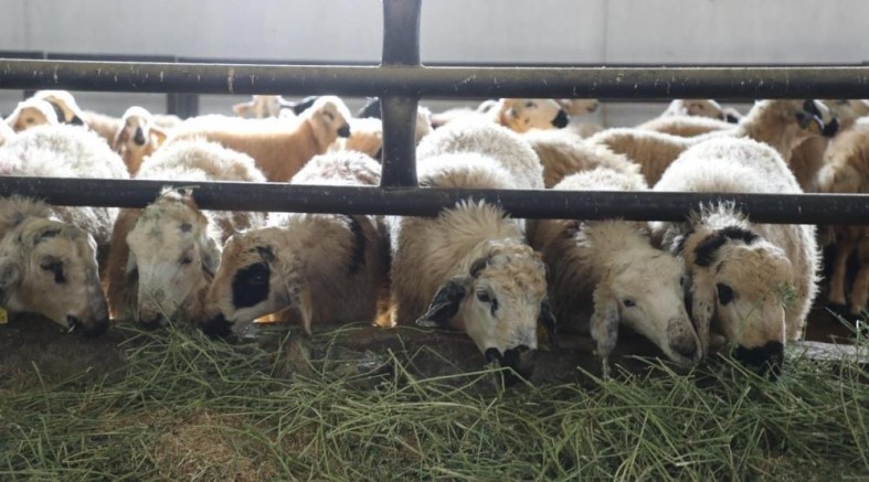 Elazığ'da 6 köy karantinaya alındı