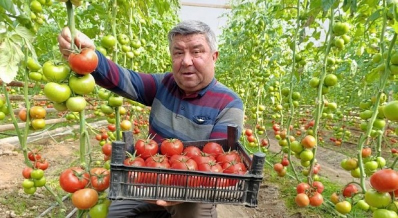 Eynal domatesi pazarlarda ilgi görüyor