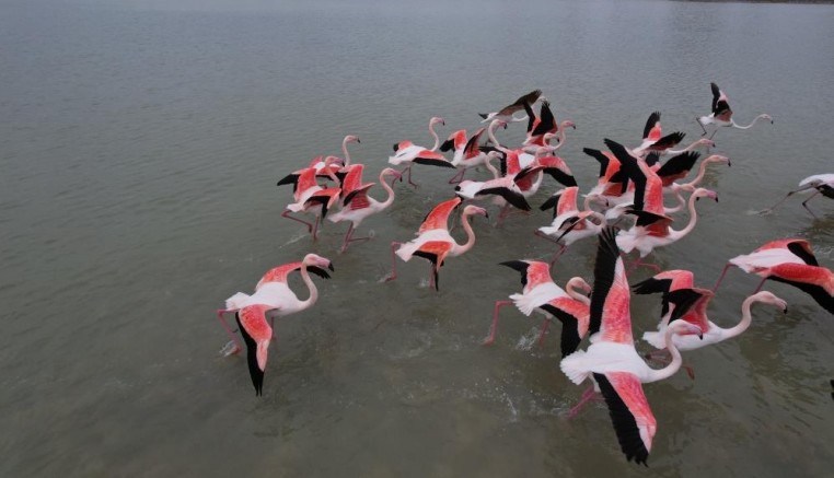 Flamingolar Büyükçekmece Gölü'nde
