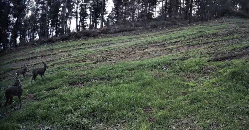 Ganos Dağları'nda karaca sürüsü fotokapana yansıdı