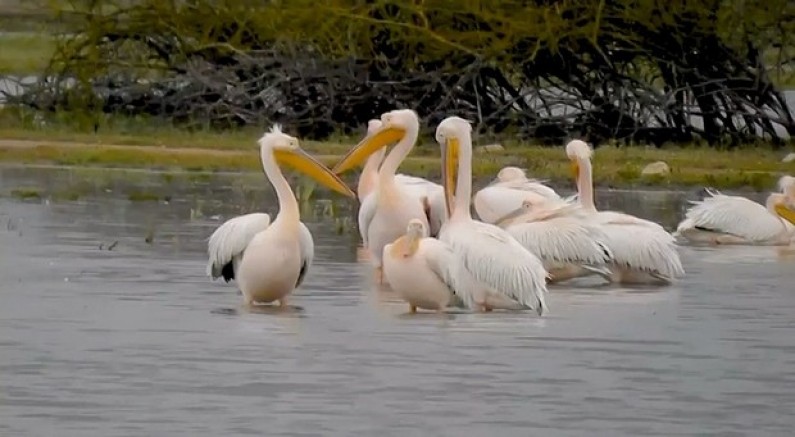 Göç eden pelikanlar Bursa’da mola verdi