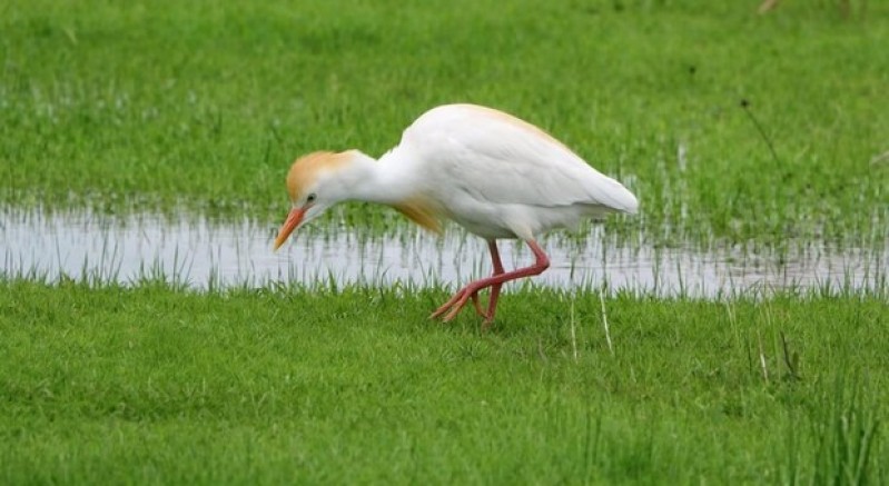 Göçmen kuşlar Muş Ovası’nı süsledi
