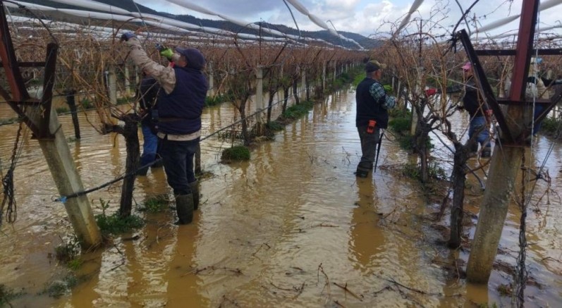 Göle dönen bağlarda budama mücadelesi