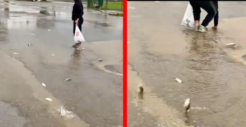 Gölet taştı, asfalta balık yağdı