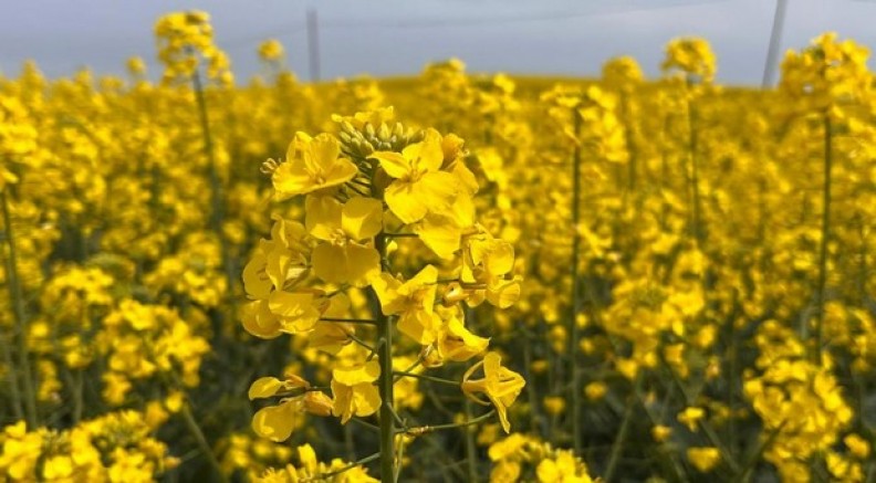Hayrabolu'da çiçek açan 'Sarı Gelin', rengiyle büyülüyor