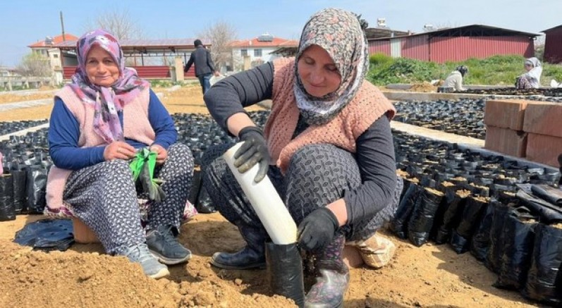 İki kardeşten üzüm fidanında büyük başarı