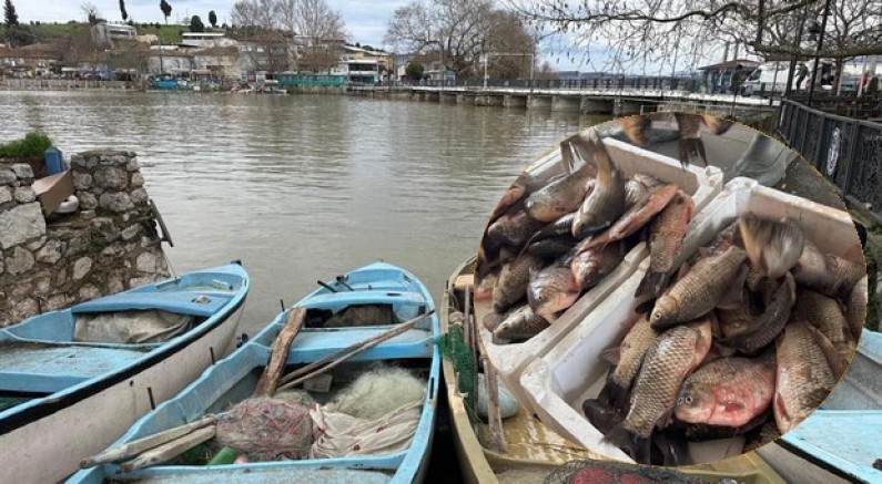 İstilacı İsrail sazanları gelir kaynağı oldu