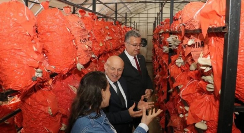 İstiridye mantarından turşu ve köfte yaptılar