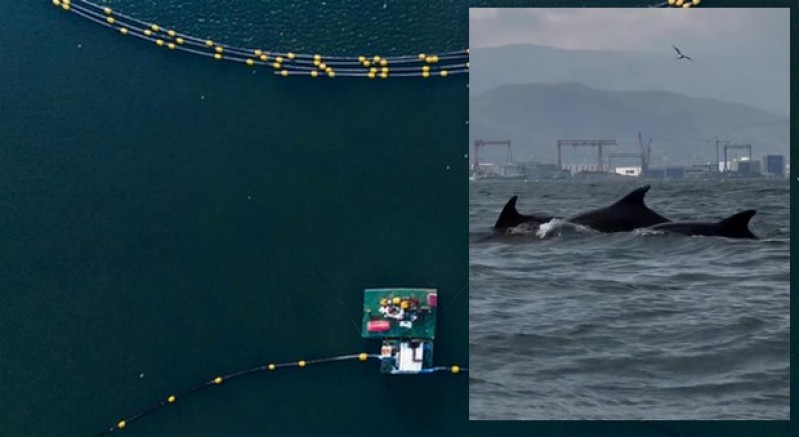 İzmit Körfezi’ne yunusları geri geldi