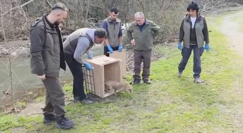 Karacabey Longozları'nda yaban hayatına özgürlük