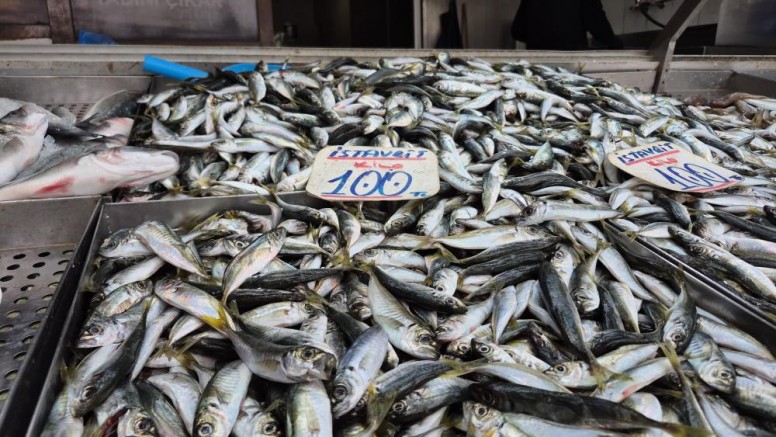 Karadeniz'de hamsi yerini istavrite bıraktı