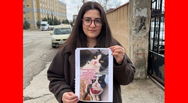 Kedilerini bulana çeyrek altın verecekler