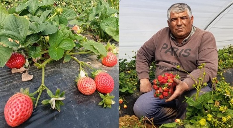 Köprübaşı çileği altın sezonunu yaşıyor