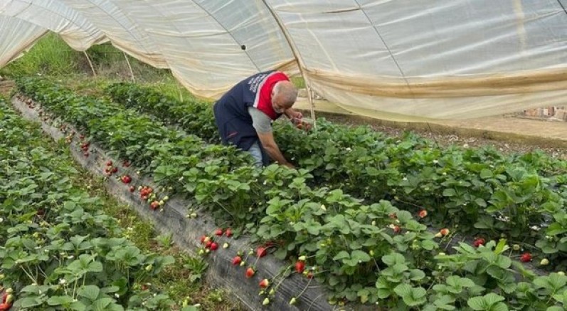 Köşk’te çilekte pestisit denetimi