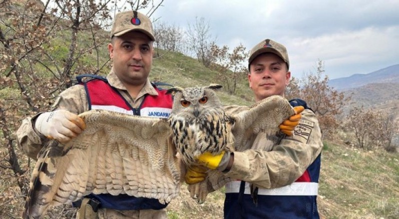 Kulaklı baykuş koruma altında