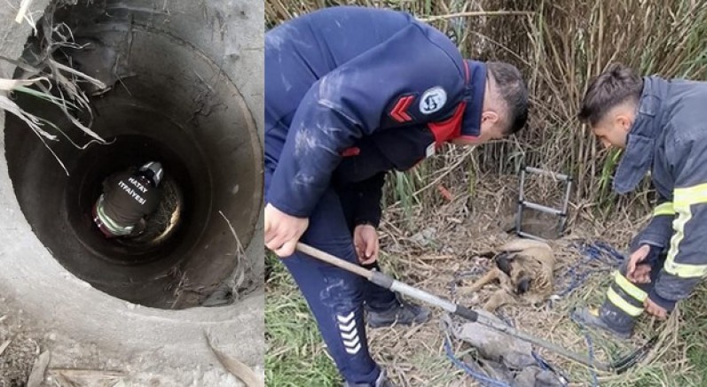 Kuyuya düşen köpeği itfaiye kurtardı