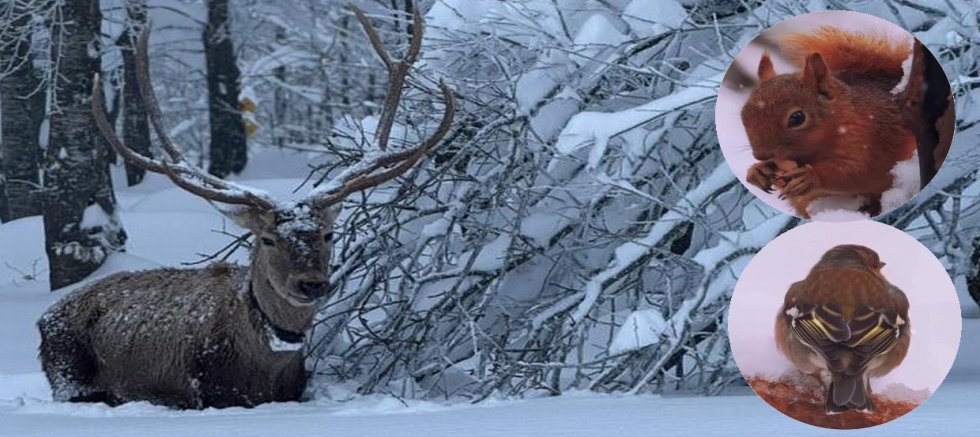Kartepe'de kızıl geyik güzelliği