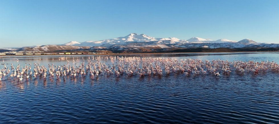 Kayseri'nin ilk flamingo kafilesi 
