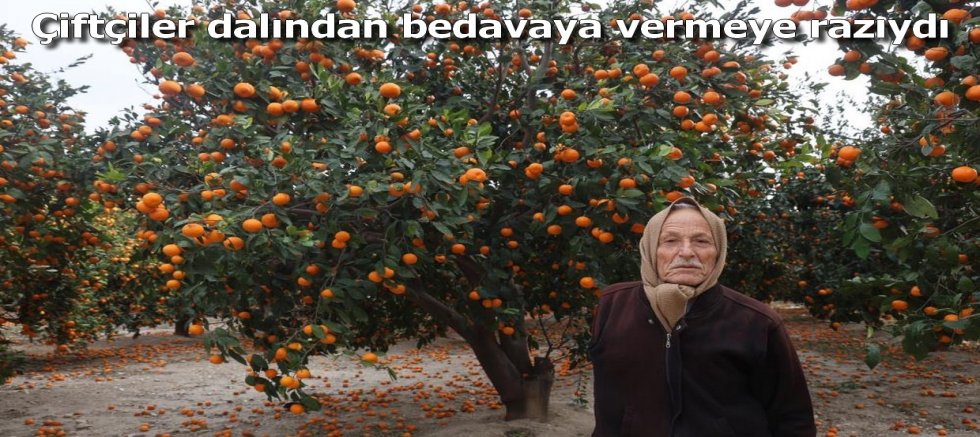 Mandalina bahçelerinde toprak turuncuya döndü