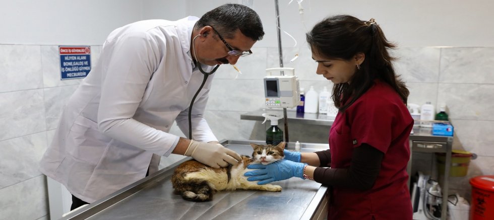 Yaralı kediye Büyükşehir şefkati