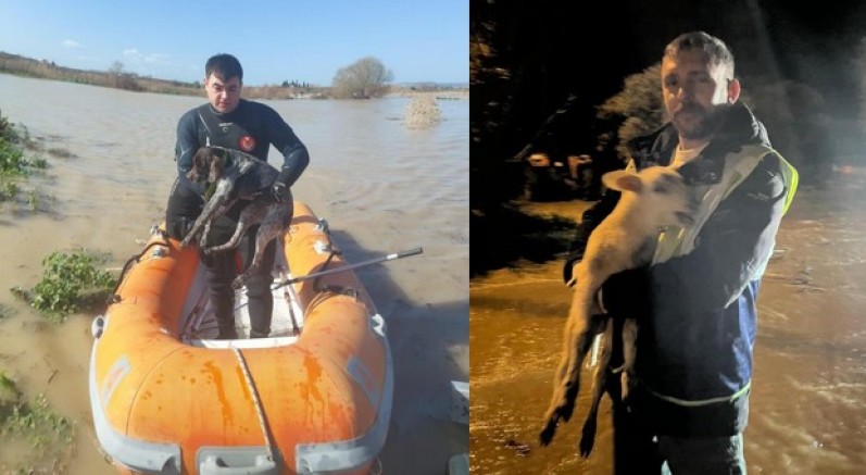 Mahsur kalan hayvanlar kurtarıldı